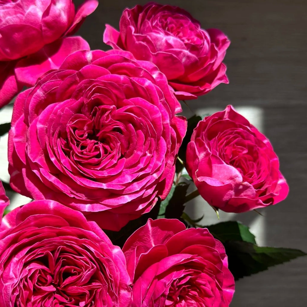 Yingchun Rose