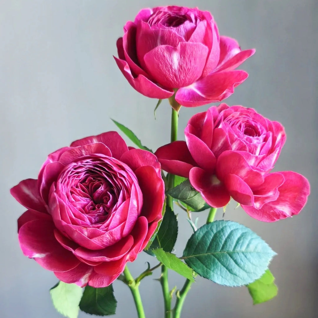 Yingchun Rose