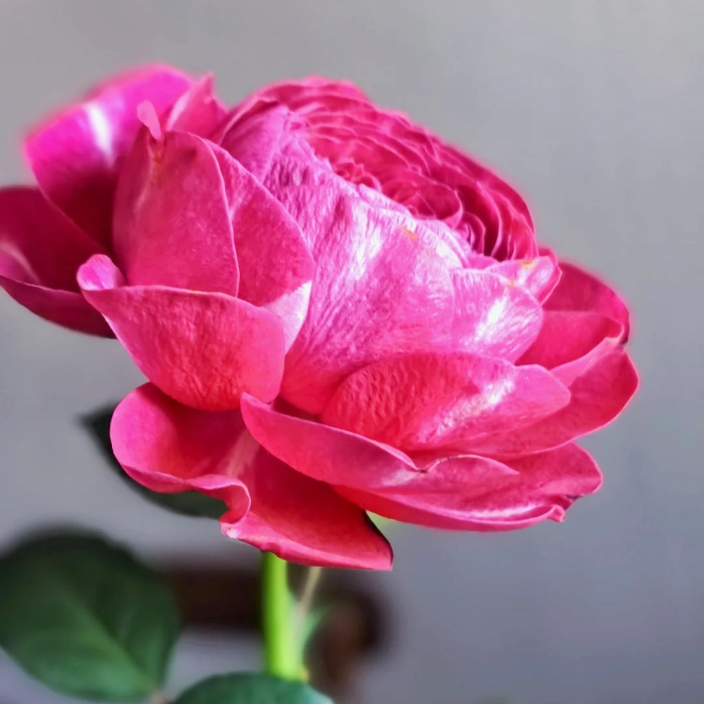 Yingchun Rose