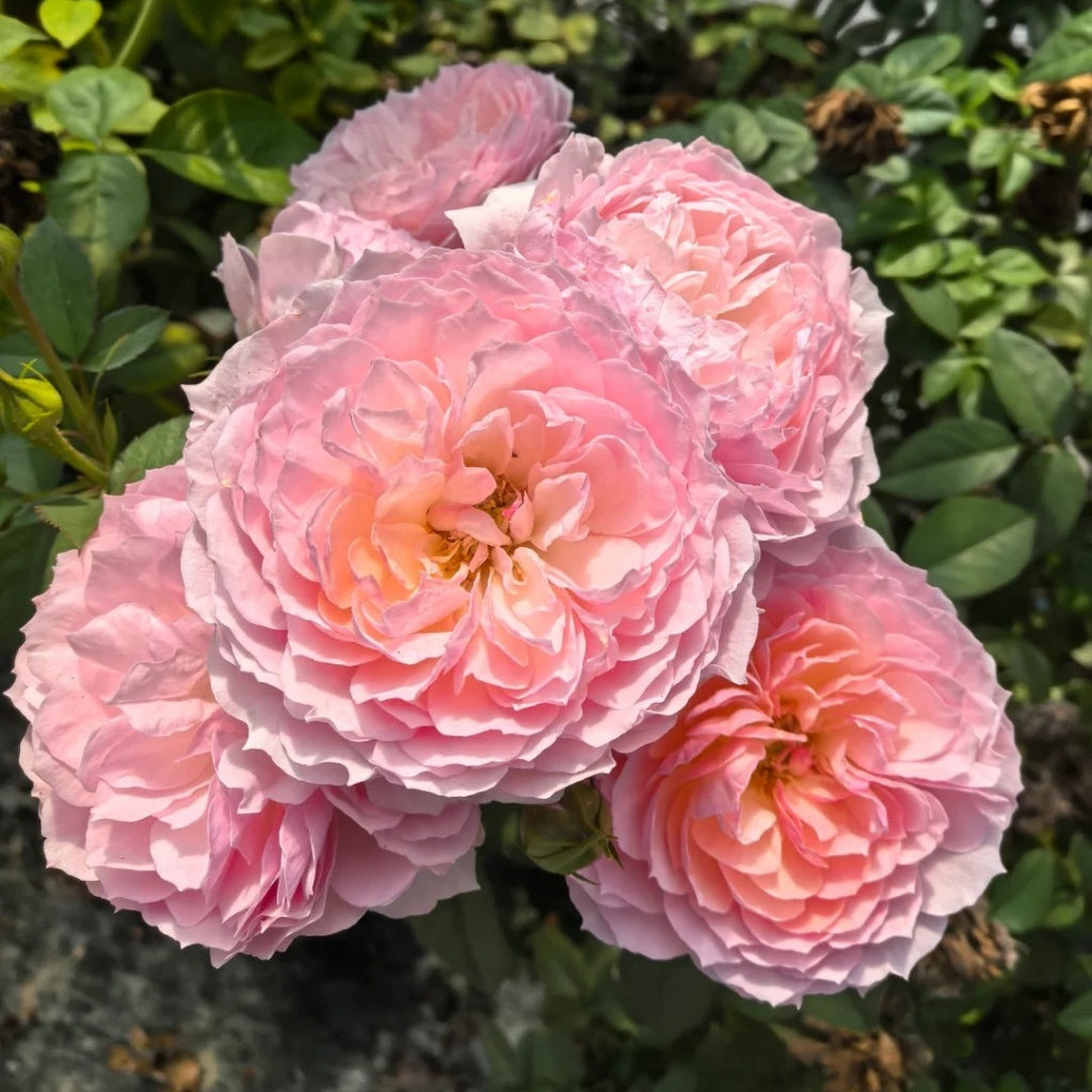 Yingyingfen Rose Plant