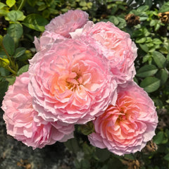 Yingyingfen Rose Plant