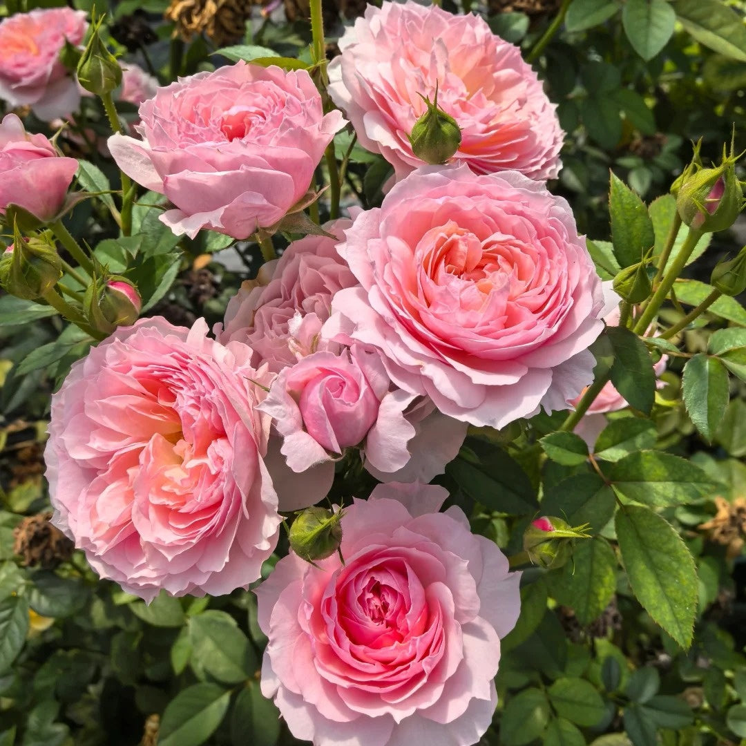 Yingyingfen Rose Plant