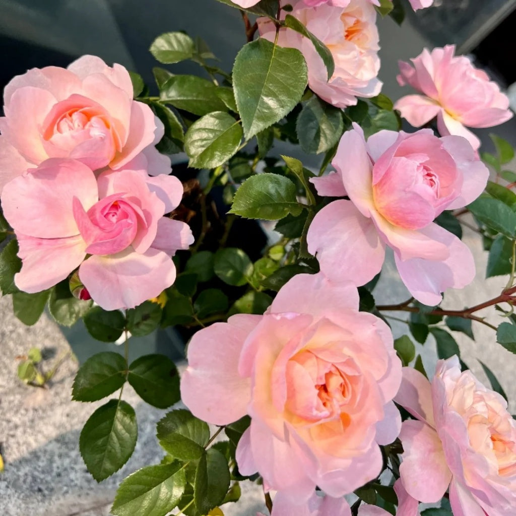 Yingyingfen Rose Plant