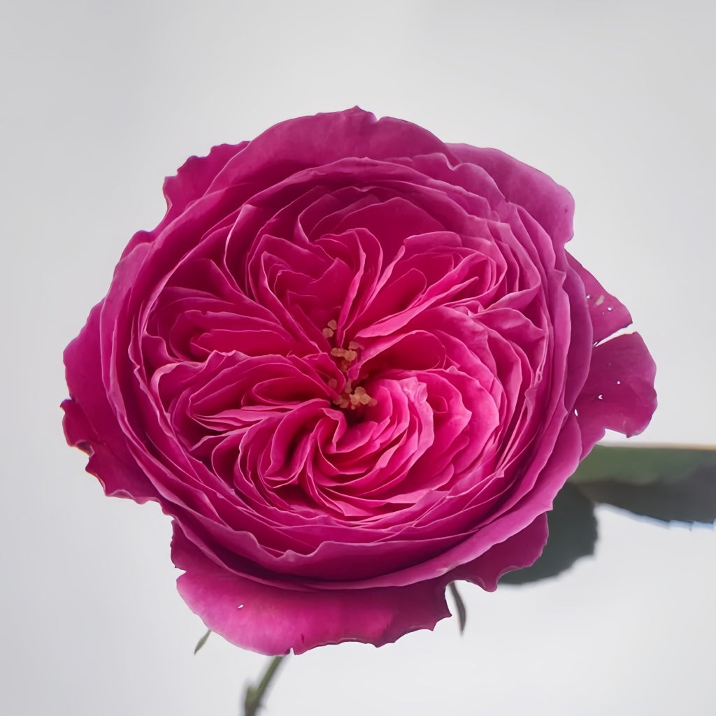 Yu-zen Rose Plant