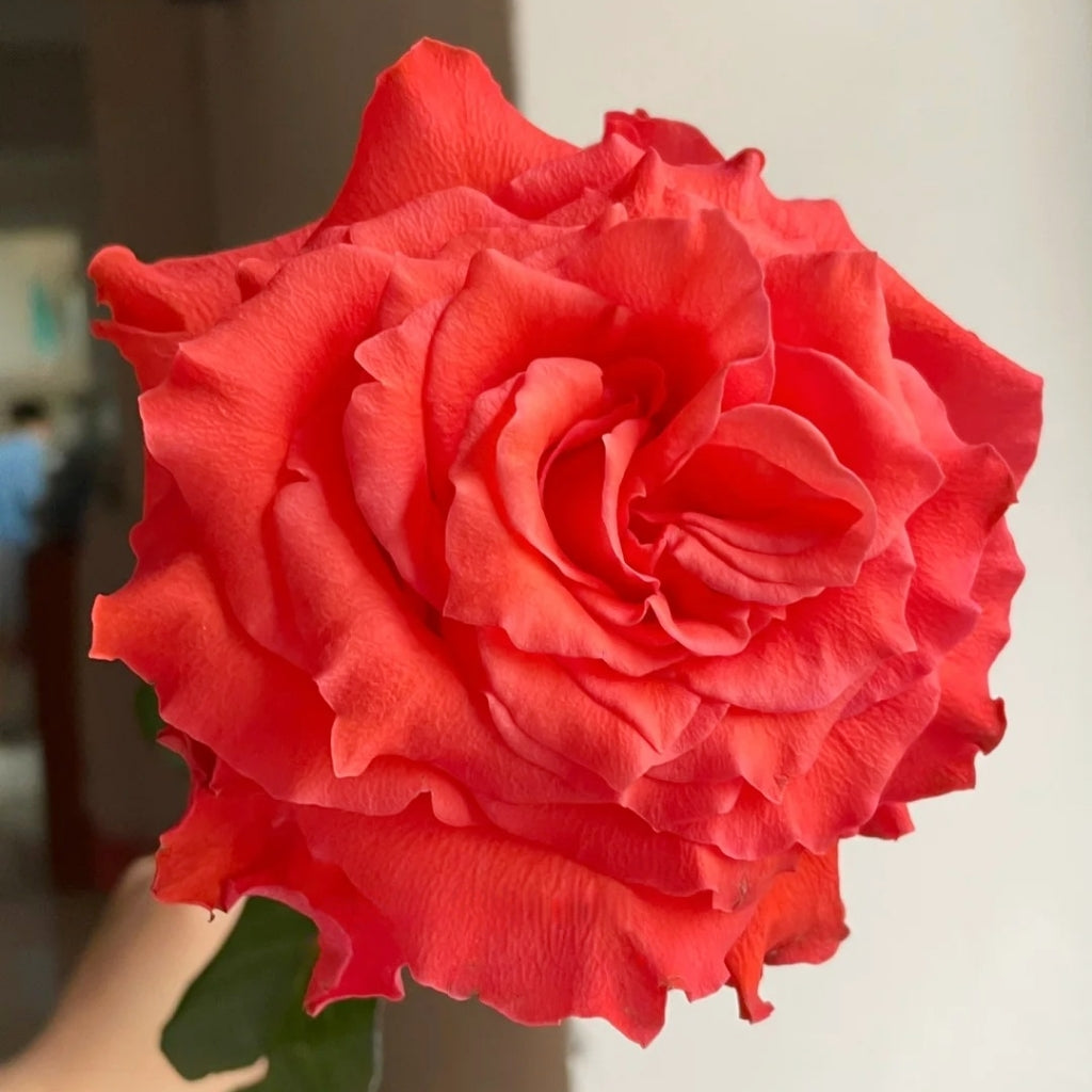 Yuhaitang Rose