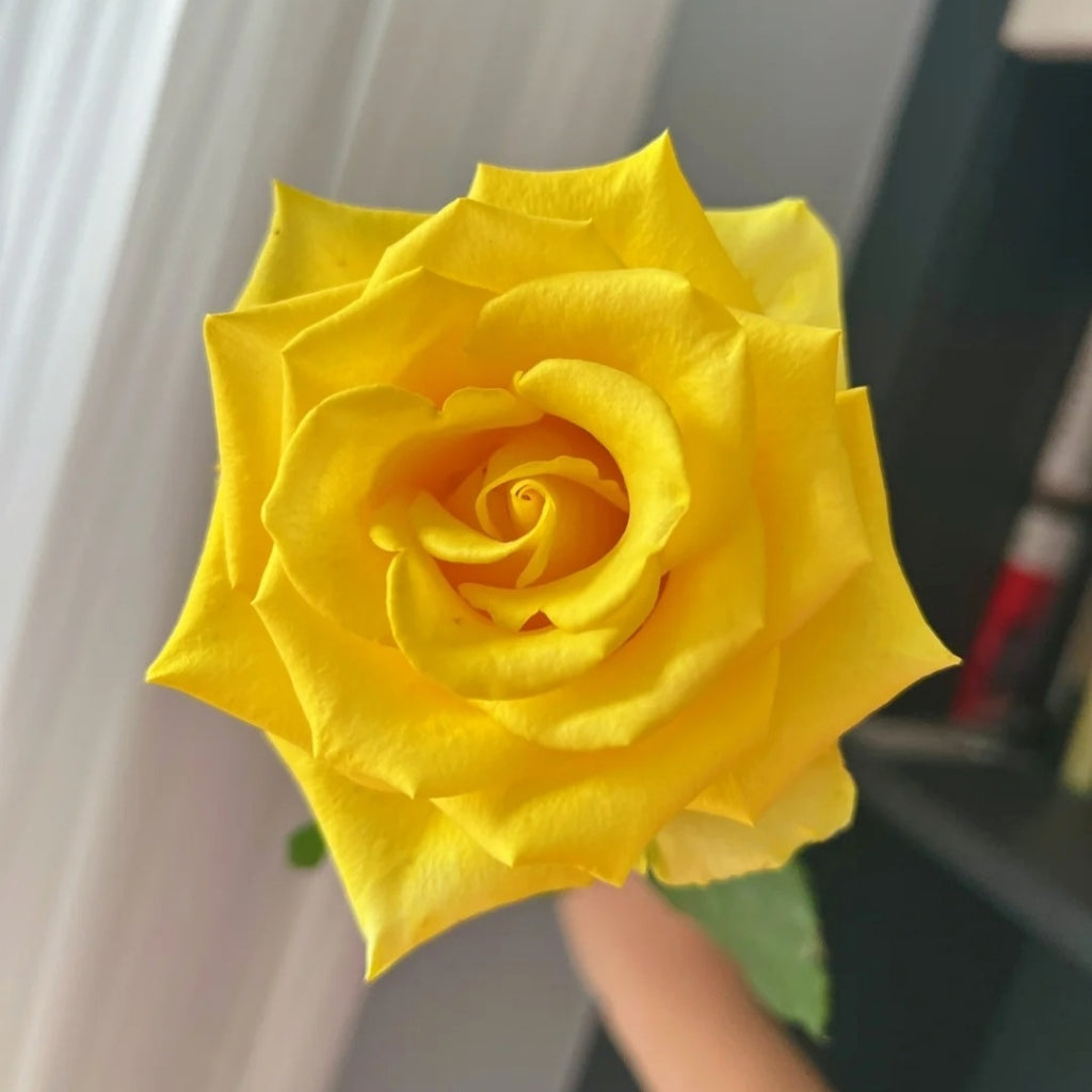 Zaoan Rose