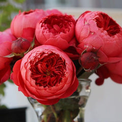 Cinnabar Bowl Rose