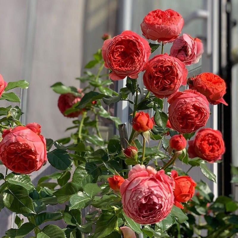 Cinnabar Bowl Rose