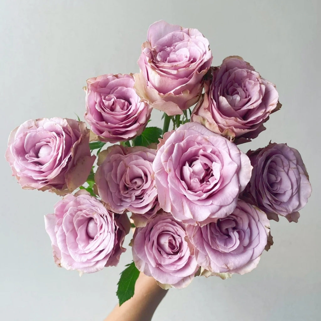 Zidi Rose