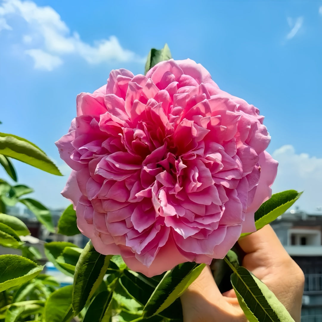 Zui Hongyan Rose