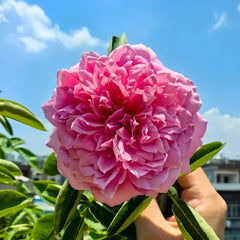 Zui Hongyan Rose
