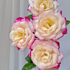 Zui Hongyan Rose