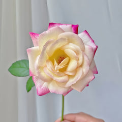 Zui Hongyan Rose
