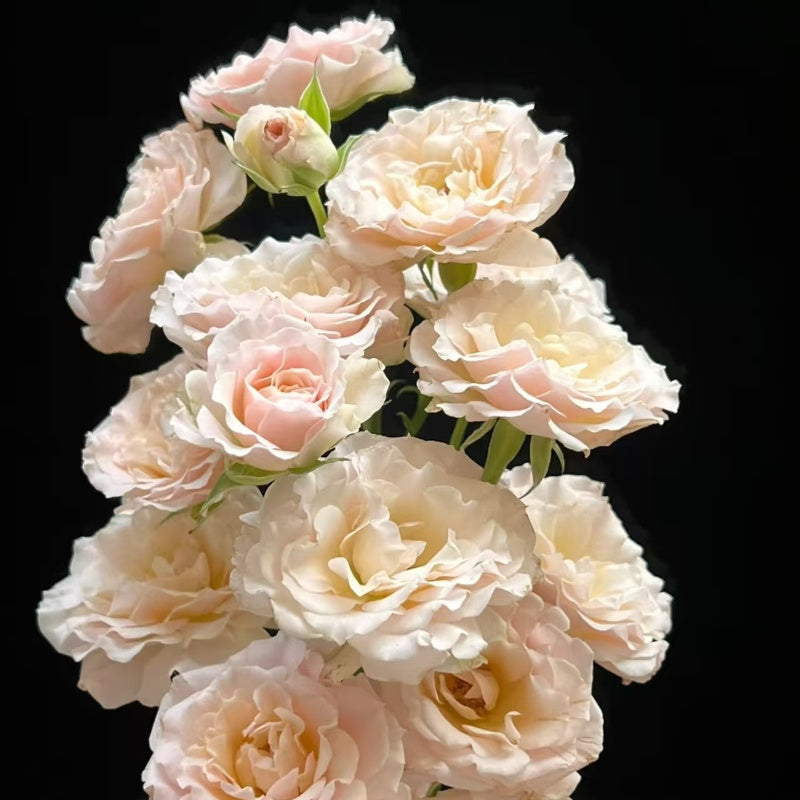 Wedding Rosever Rose-新婚爱人