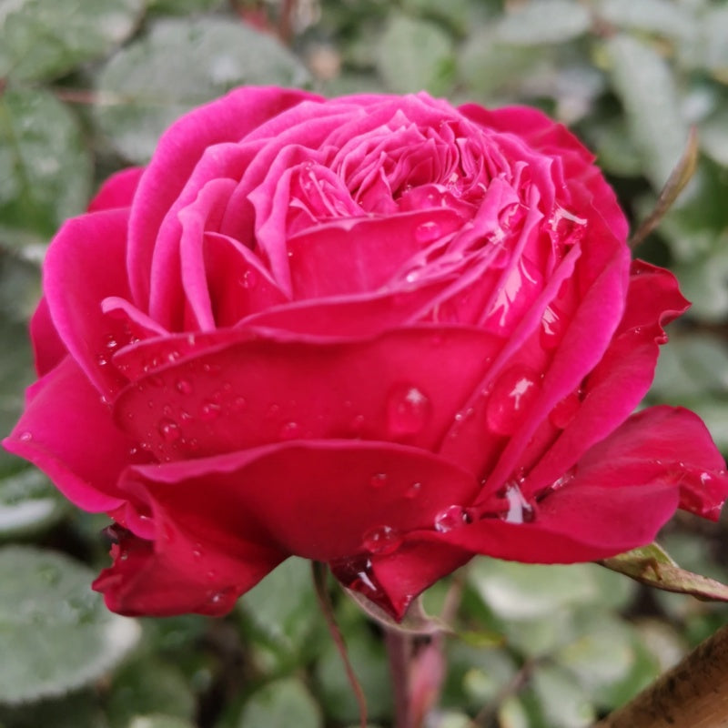 Rose Ryntz Just More Rose – Rosesplant