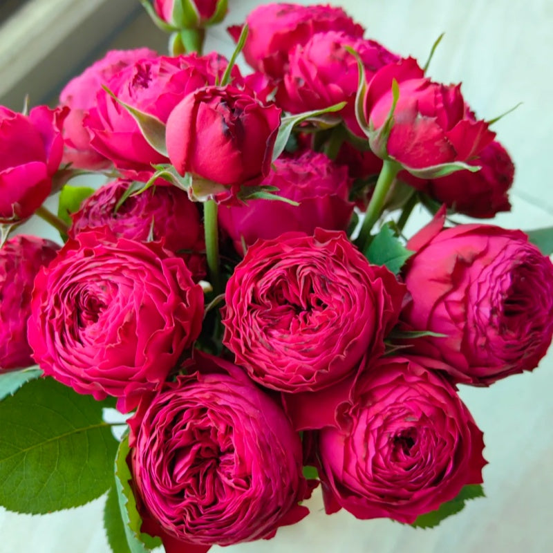 Japanese Tea Roses Asian Roses – Rare Fragrant Beauties from Japan & China – Rosesplant